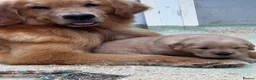 Golden Retriever dogs for sale: Outstanding American Golden Retrievers - Advert 25