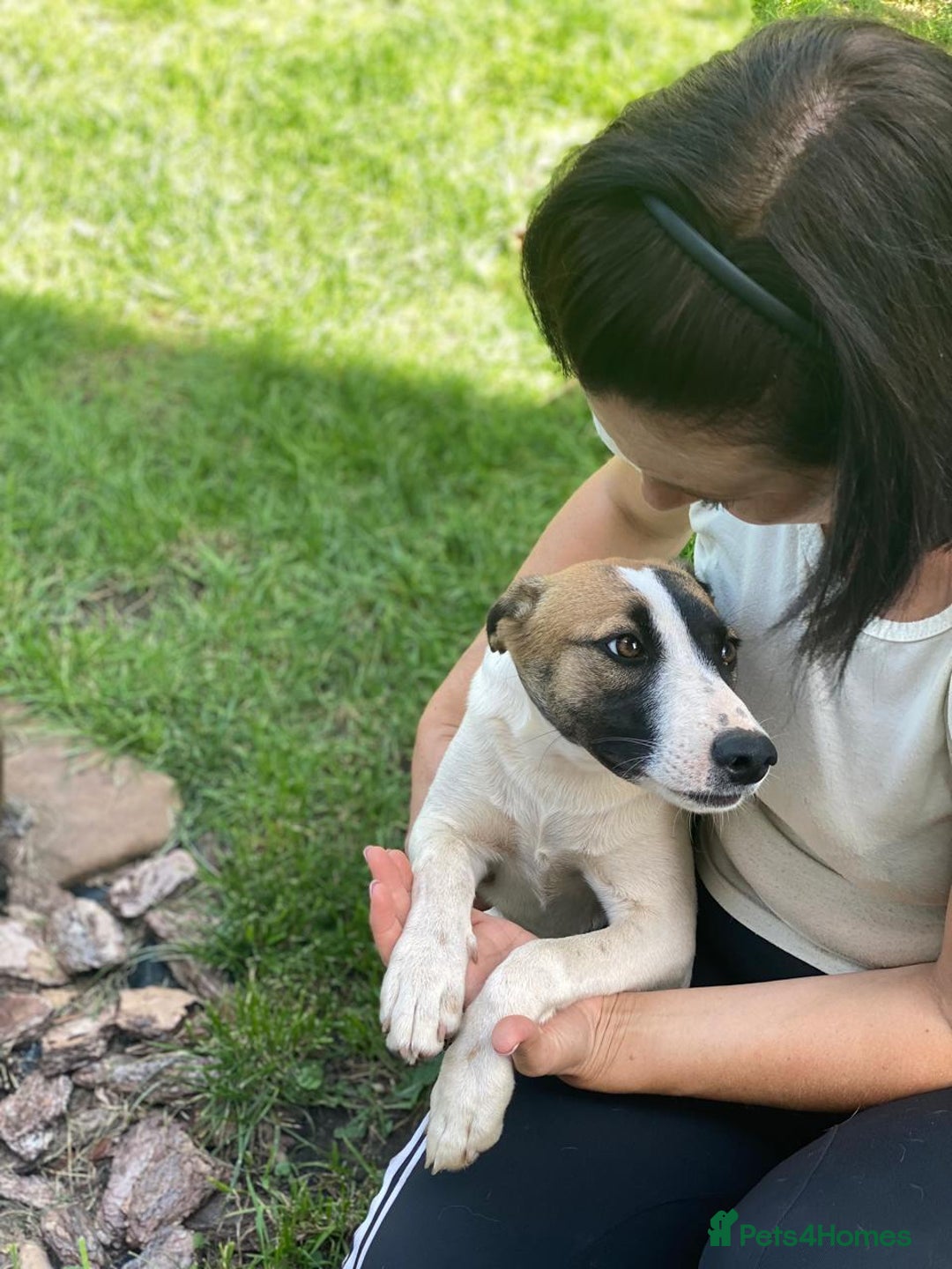 Mixed Breed dogs for adoption: 💖🐶 ZAYKA 🐶💖 - Advert 27