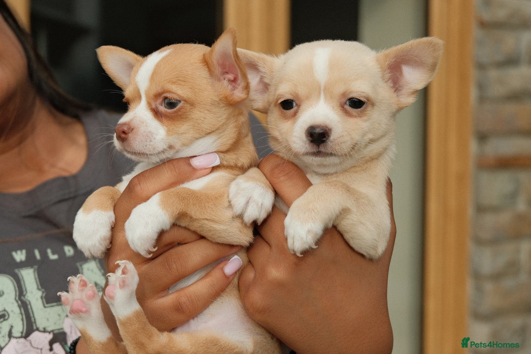 Chihuahua dogs for sale: 4 beautiful Chihuahua pups - Image 9