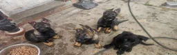 German Shepherd dogs for sale: Working lime German Scheperd puppies - Advert 9
