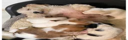 Mixed Breed dogs for sale: Beautiful Jack Russell X puppies  - Advert 9
