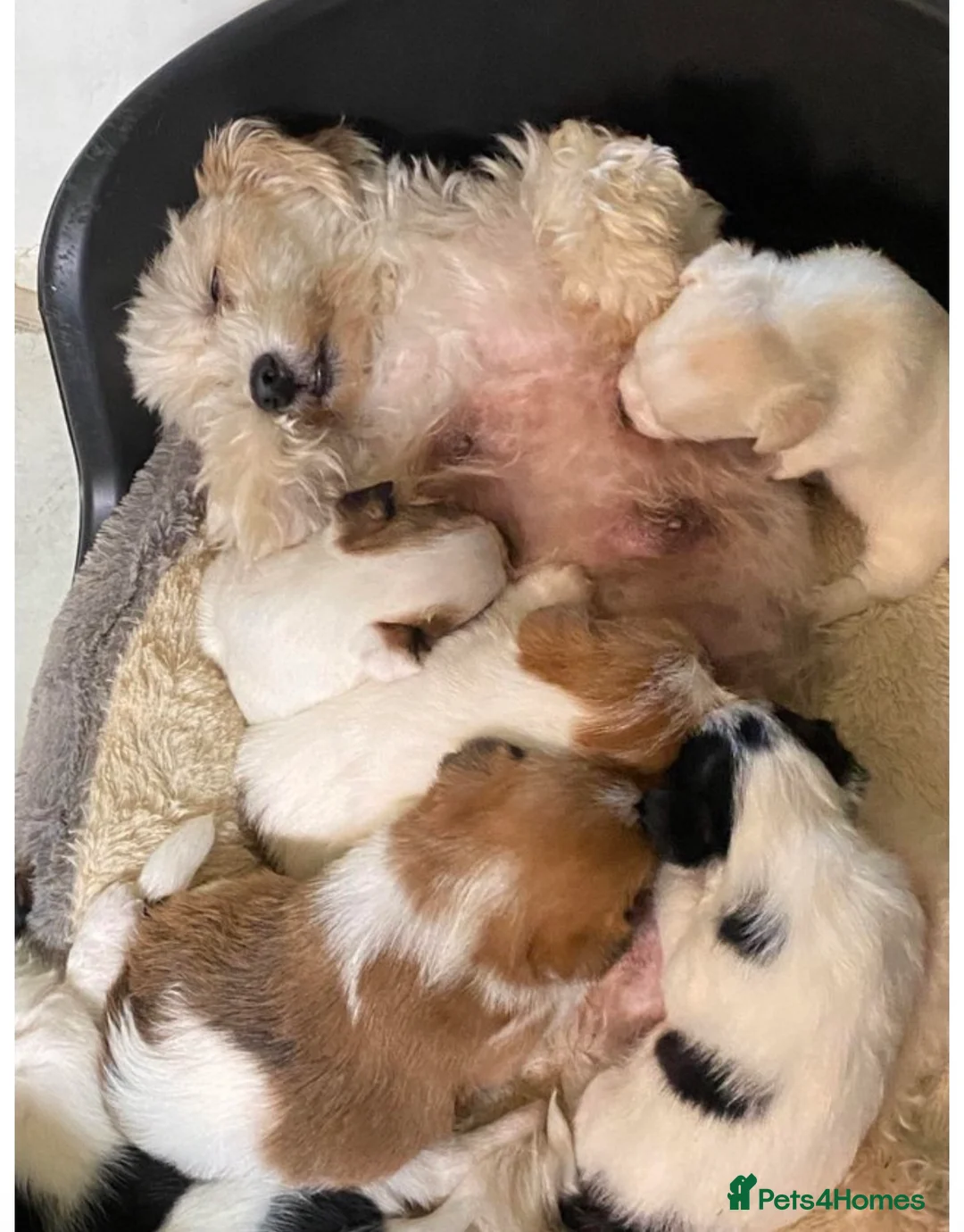 Mixed Breed dogs for sale: Beautiful Jack Russell X puppies  - Advert 9