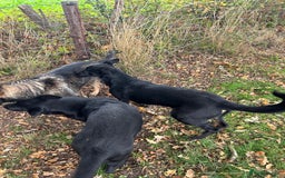 German Shepherd dogs for sale: German Shepard Girls - Image 6