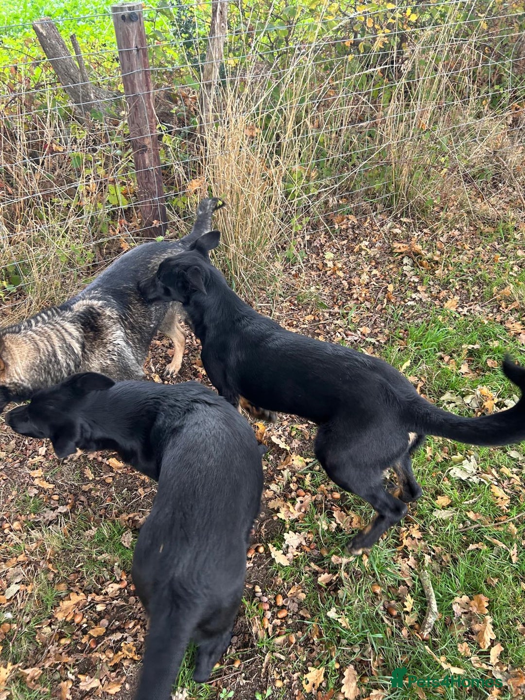 German Shepherd dogs for sale: German Shepard Girls - Image 6