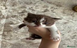 British Shorthair cats for sale: 🍫 🧸Beautiful TICA Registered British Short 🧸🍫 - Image 16