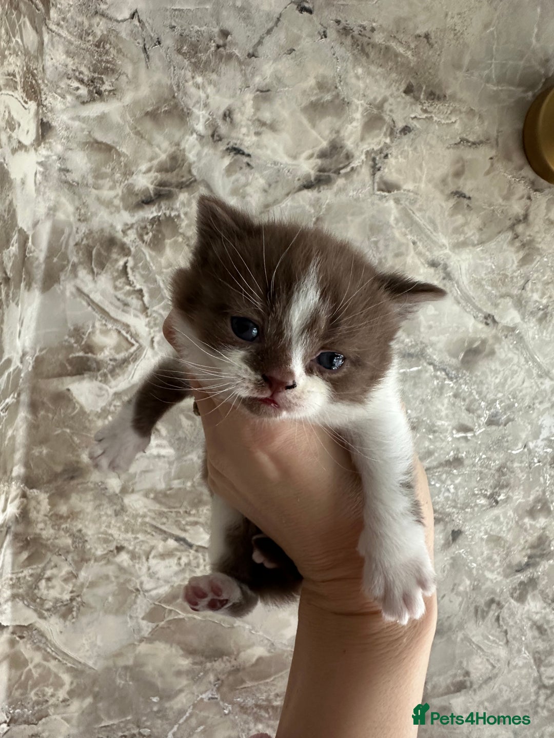 British Shorthair cats for sale: 🍫 🧸Beautiful TICA Registered British Short 🧸🍫 - Image 16