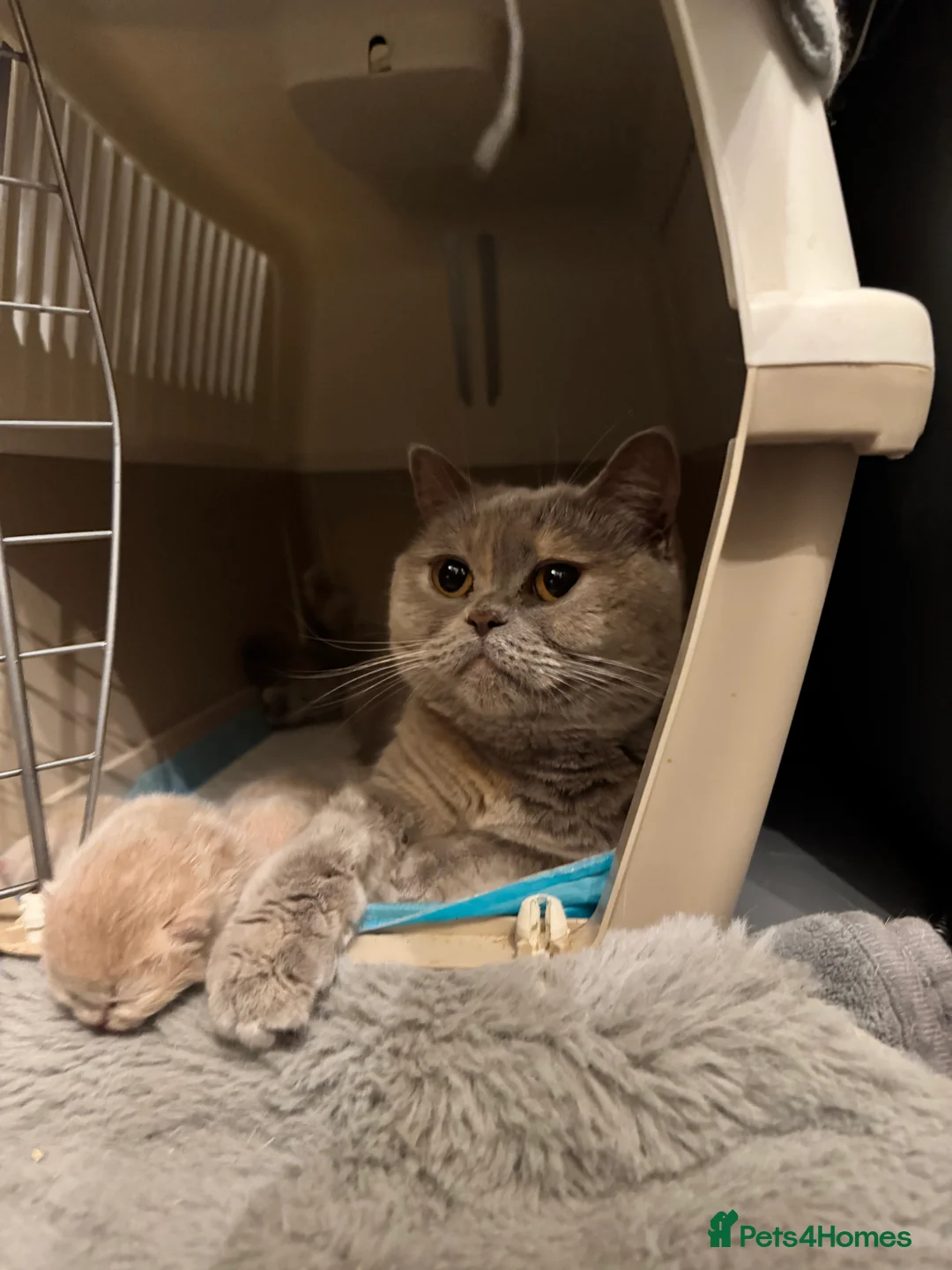 British Shorthair cats for sale: Beautiful Cream British Shorthair boys - Advert 1