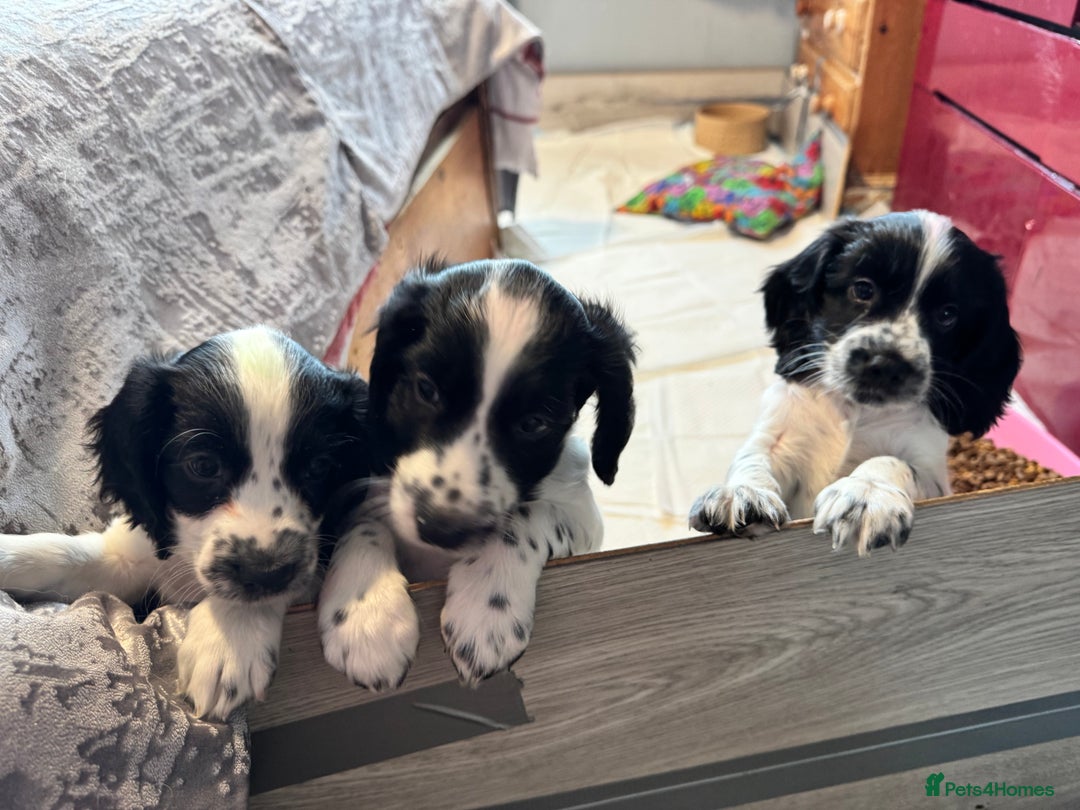 Cocker Spaniel dogs for sale: AMAZING COCKER SPANIEL PUPPIES READY NOW!  - Image 6