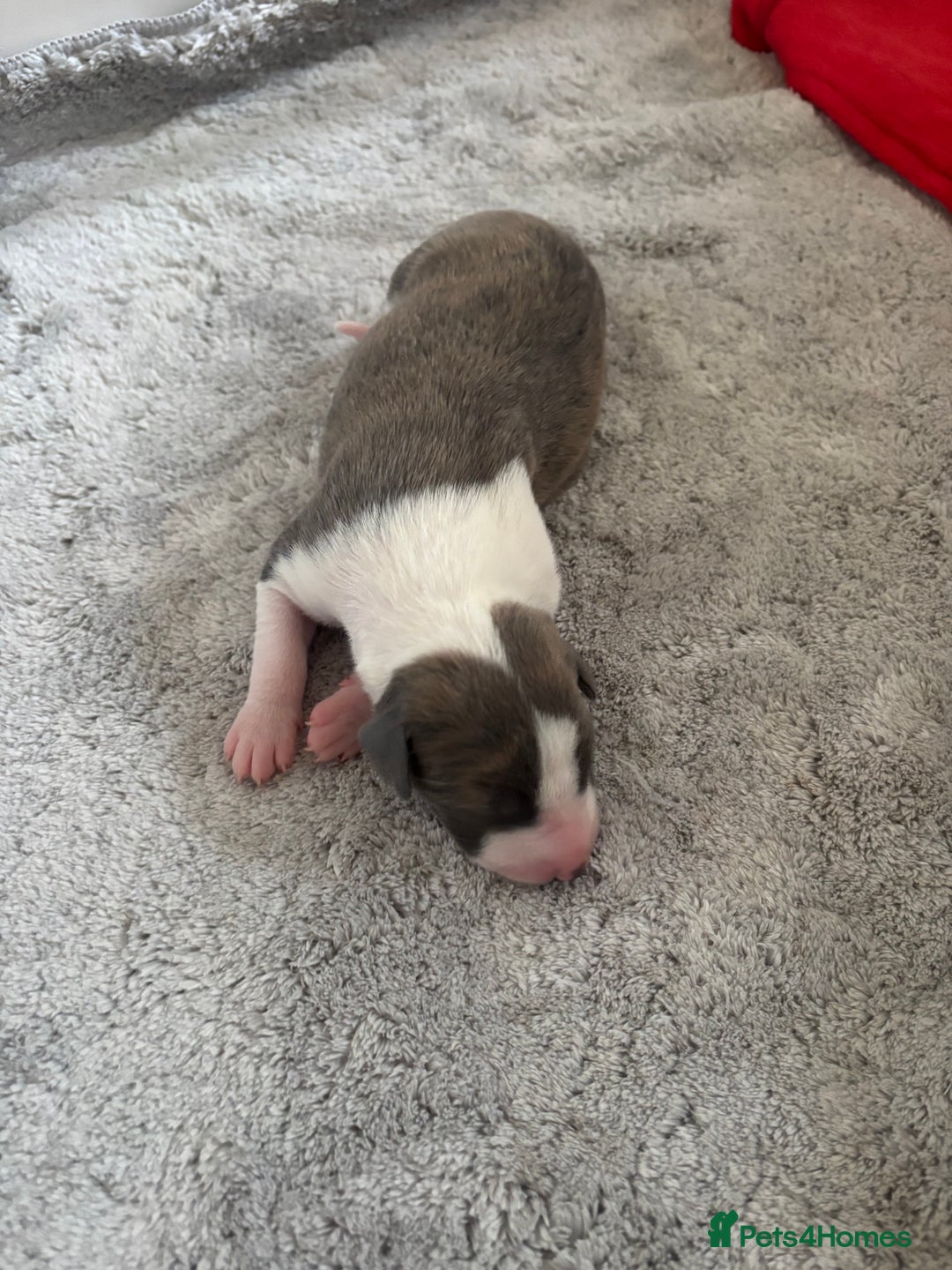 Whippet dogs for sale: Beautiful Blue Girl Whippet pup LAST ONE - Advert 15