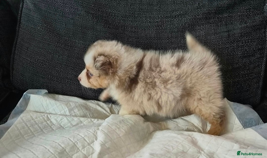 Australian Shepherd dogs for sale: Champion kc registerd pups - Advert 17