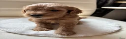 Cockapoo dogs for sale: Adorable F2 Cockapoo Puppies  - Advert 5