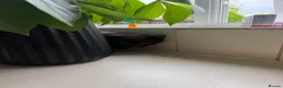 Mixed Breed cats for sale: Four kittens - Advert 13