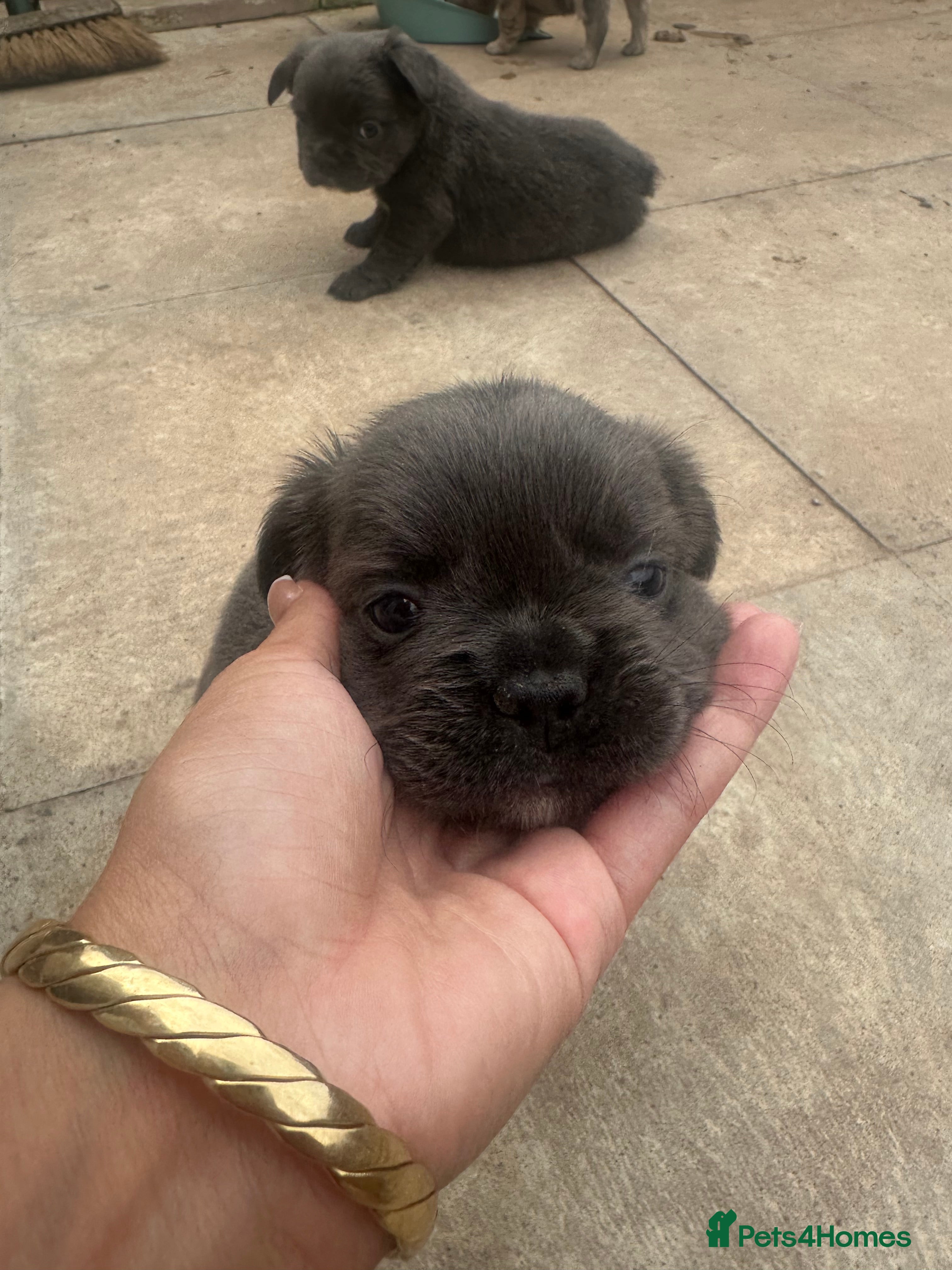 French Bulldog dogs Dwkc registered fluffy frenchie 🫶🏽 - Advert 2