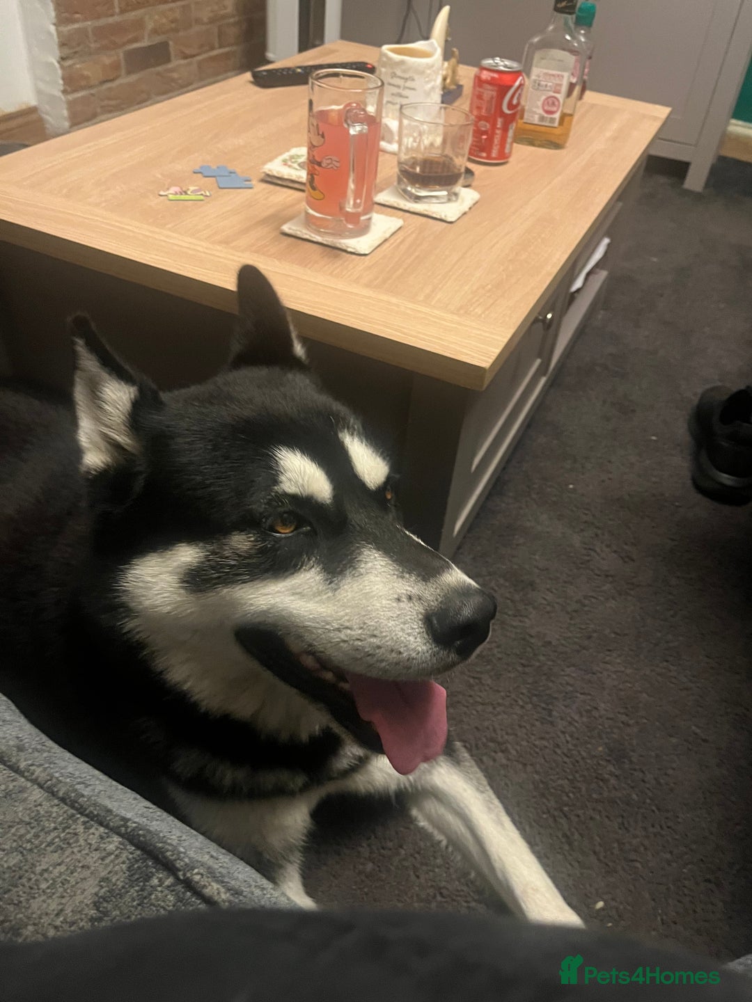 Siberian Husky dogs for stud: Meet Odin  - Advert 4