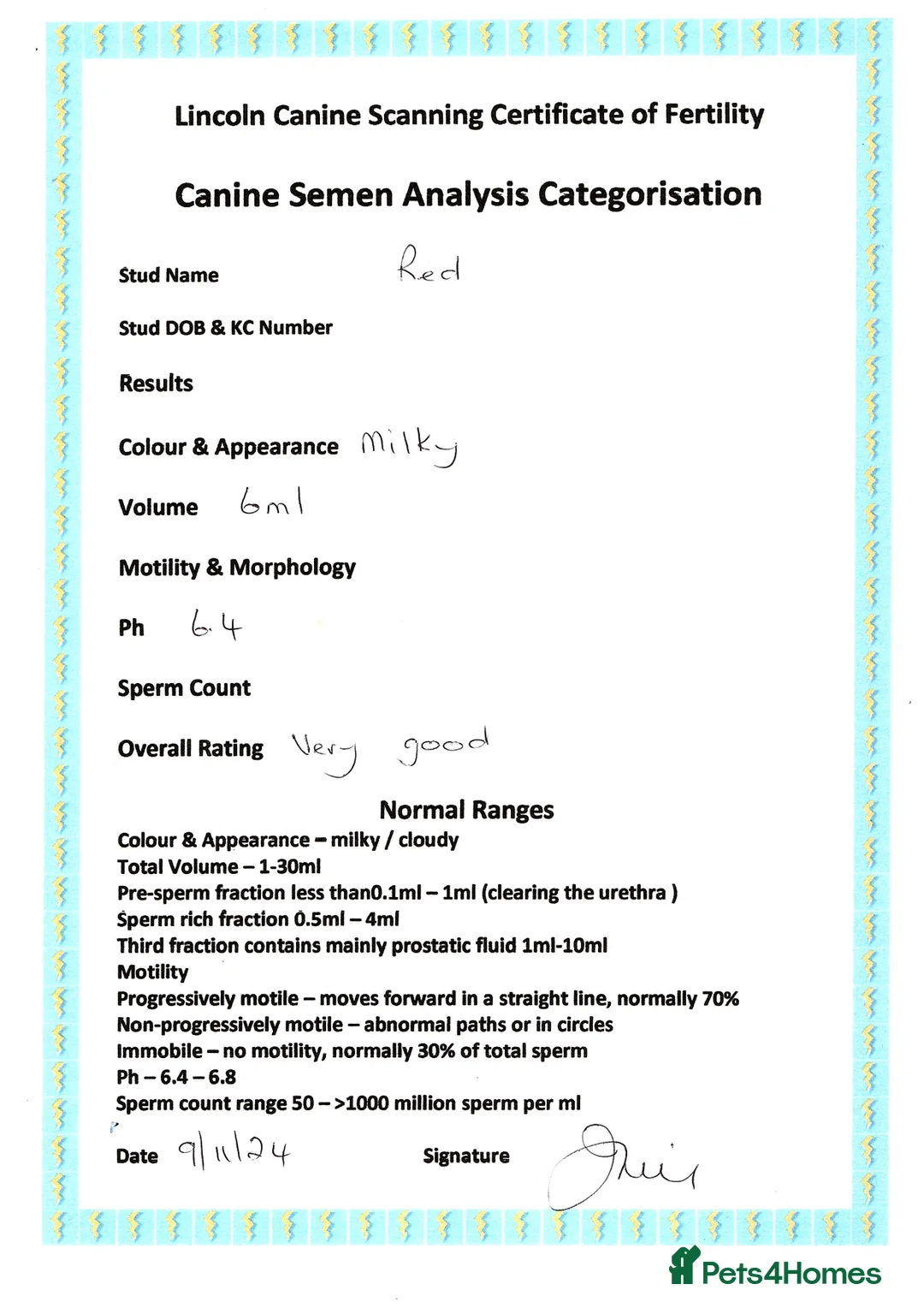 Miniature Poodle dogs for stud: KC health tested / 5* breeder - POLICE dog trainer - Advert 9