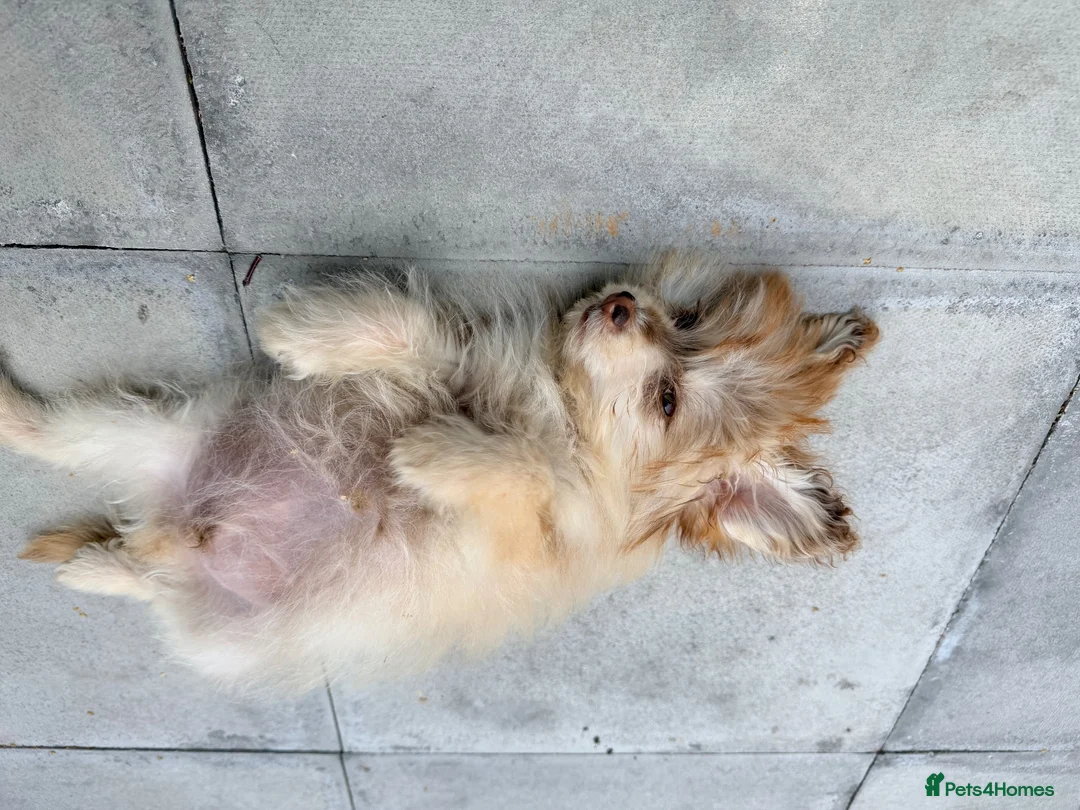 Mixed Breed dogs for sale: Toy poodle, pomeranian, husky in London - Advert 3