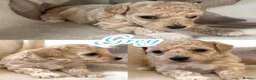 Maltipoo dogs for sale: F1 Maltipoo Pups  - Advert 4