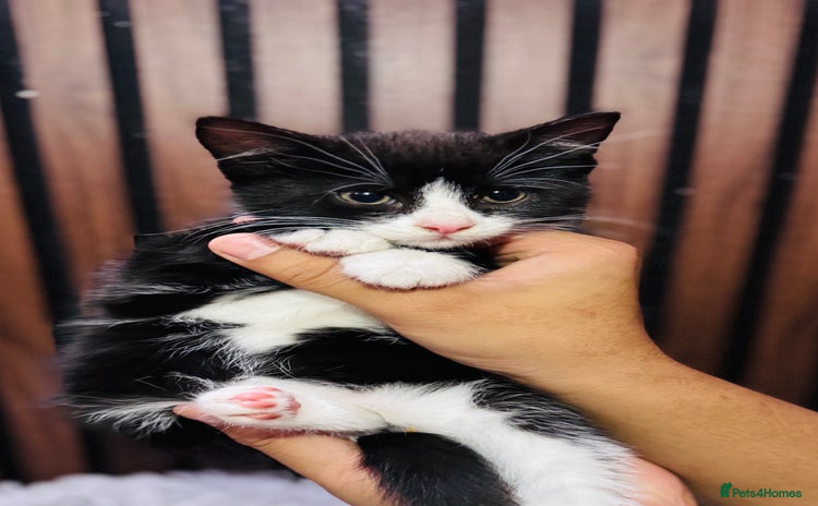 Mixed Breed cats - Advert 2