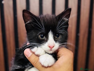 Mixed Breed cats - Advert 22