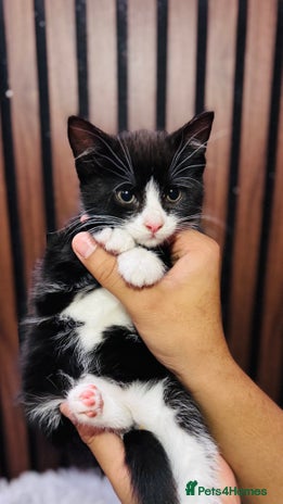 Mixed Breed cats - Advert 2