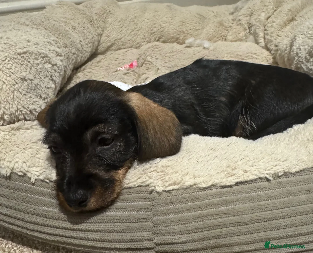 Miniature Dachshund dogs for sale: Miniature Wirehaired Dachshunds - Advert 2