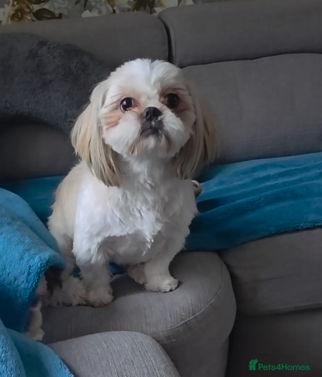 Shih Tzu dogs for sale: All Puppies have now reserved.  - Advert 24