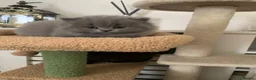 British Longhair cats for sale: Adorable British Long Hair Kittens (Girl & Boy)  - Advert 29