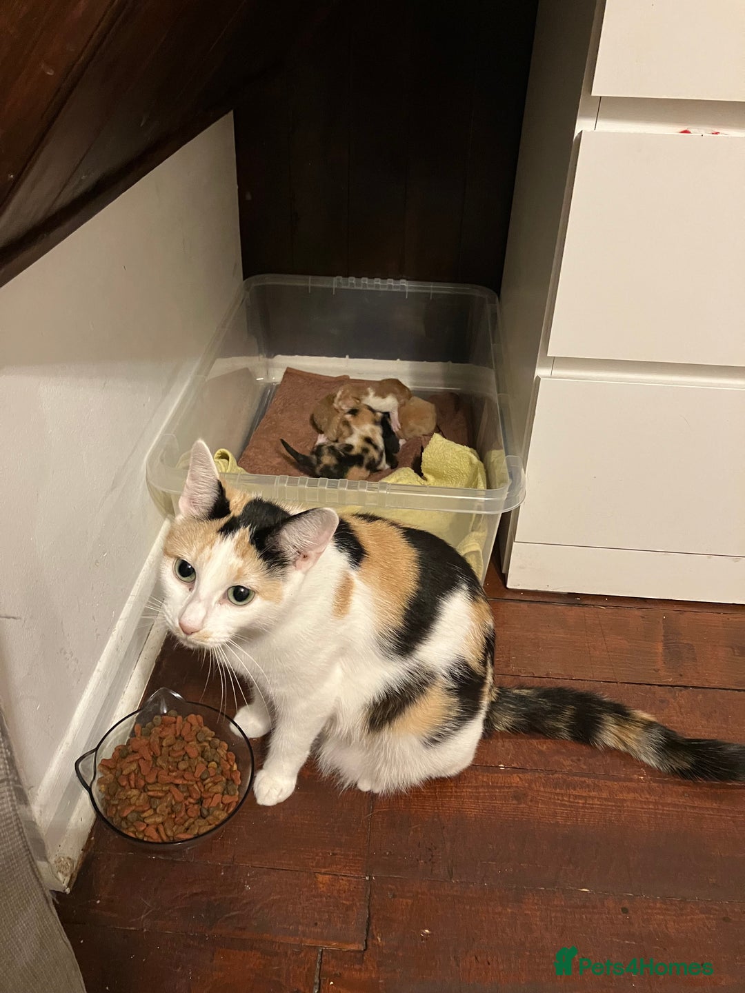 Mixed Breed cats for sale: Beautiful kittens for sale - Advert 2