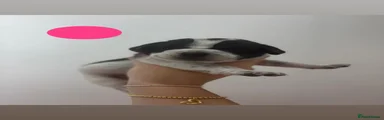 Mixed Breed 4