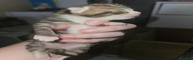 Mixed Breed 4