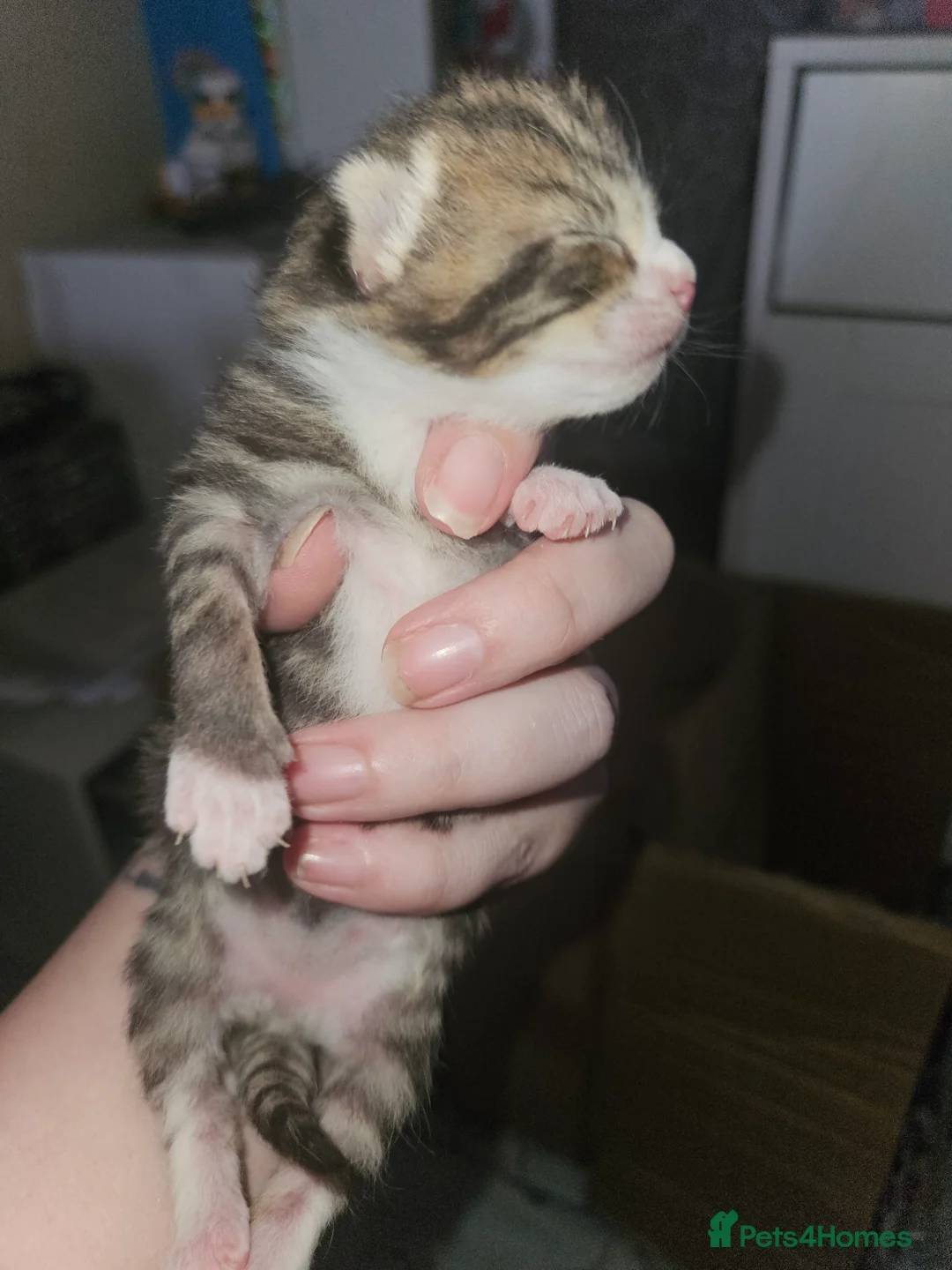 Mixed Breed cats for sale: Last little black and white boy  - Advert 2
