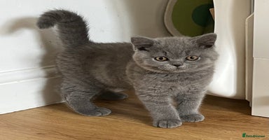British Shorthair cats - Advert 3