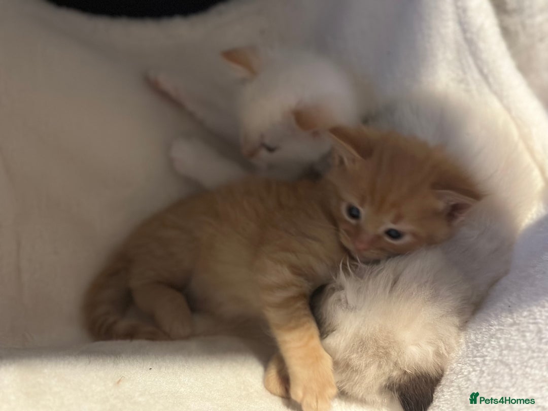 Ragdoll cats for sale: Ragdoll mix kittens (Only 1 Boy Left) - Image 3