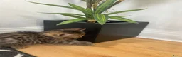 Bengal cats for sale: Beautiful bengal x British short hair kittens  - Advert 7