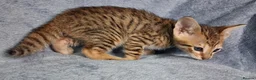 Savannah cats for sale: Super spotty F5 Savannah kittens - Advert 8