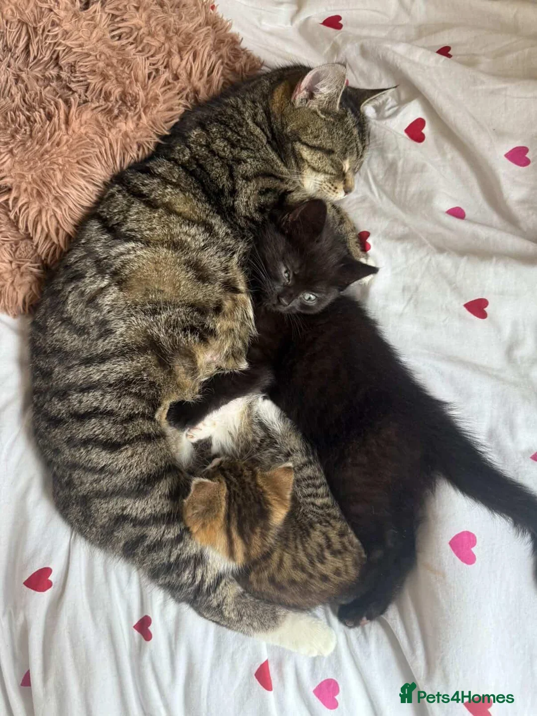 Mixed Breed cats for sale: Fluffy kittens in Huddersfield - Advert 1