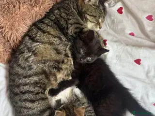 Mixed Breed cats Fluffy kittens - Advert 2