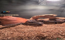 Python Snake reptiles for sale: Male ball python - Image 2