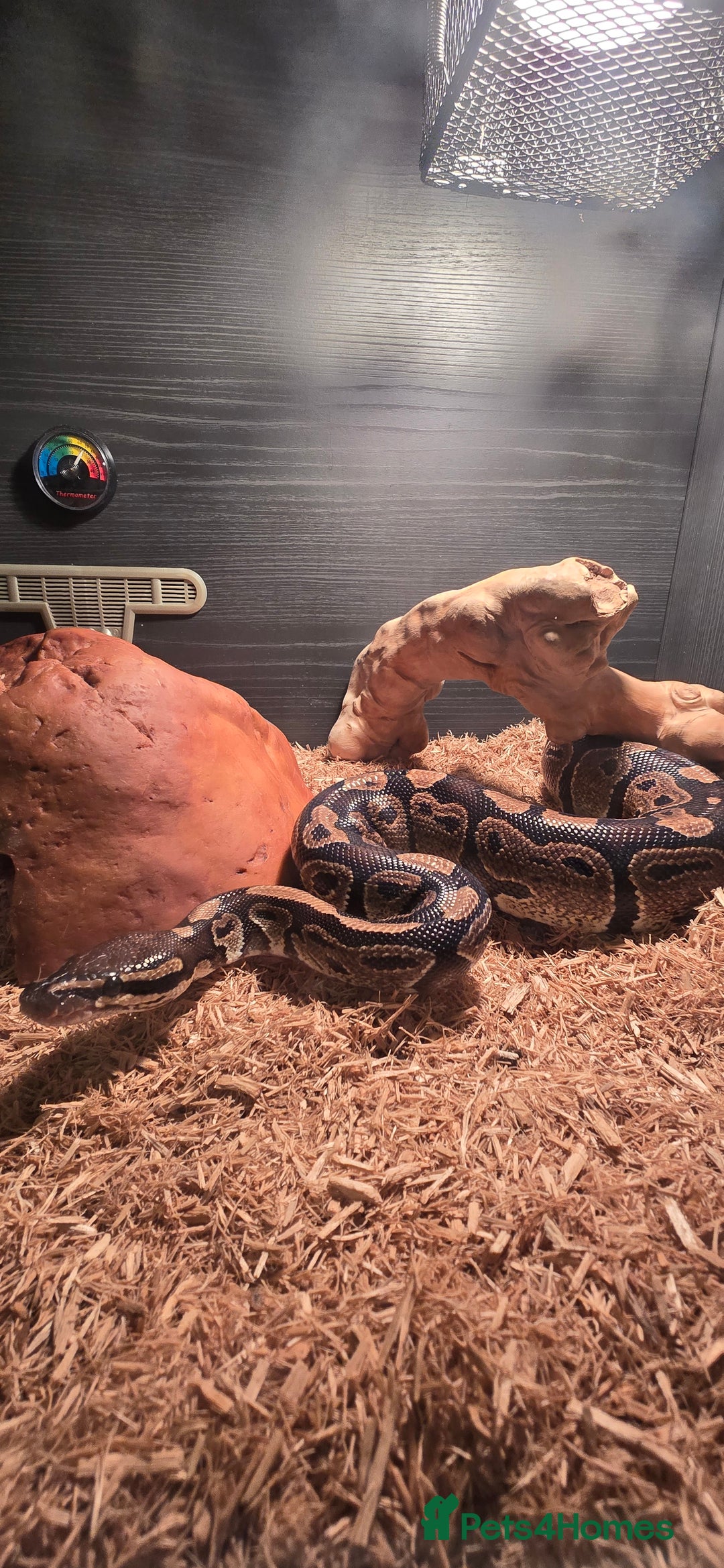 Python Snake reptiles for sale: Male ball python - Image 2