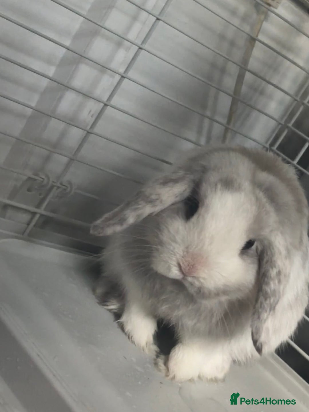 Mini Lop rabbits for sale: Mini lop rabbit  - Image 3