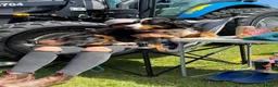 Bernese Mountain Dog dogs for sale: Two lovely Bernese Mountain Dogs  - Advert 5
