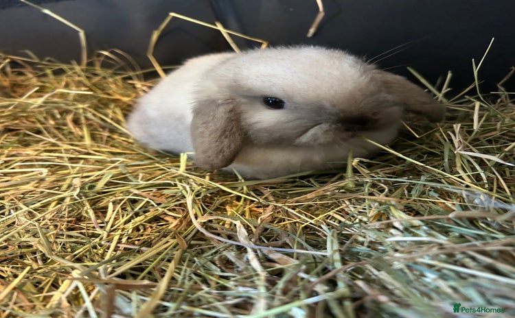 Mini Lop rabbits 3 pure mini lops  - Advert 1