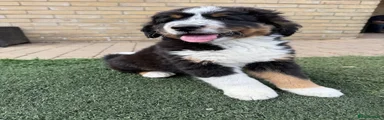 Bernedoodle- Tri colour boy 