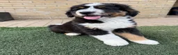 Bernedoodle dogs for sale: 2 gorgeous bernedoodle puppies available😍 - Advert 9