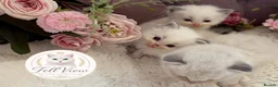 Ragdoll cats for sale: Stunning Blue Point Ragdolls -Ready 4th August  - Advert 2