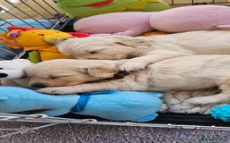 Golden Retriever dogs for sale: Outstanding Kc registered Golden Retriever babies  - Image 13