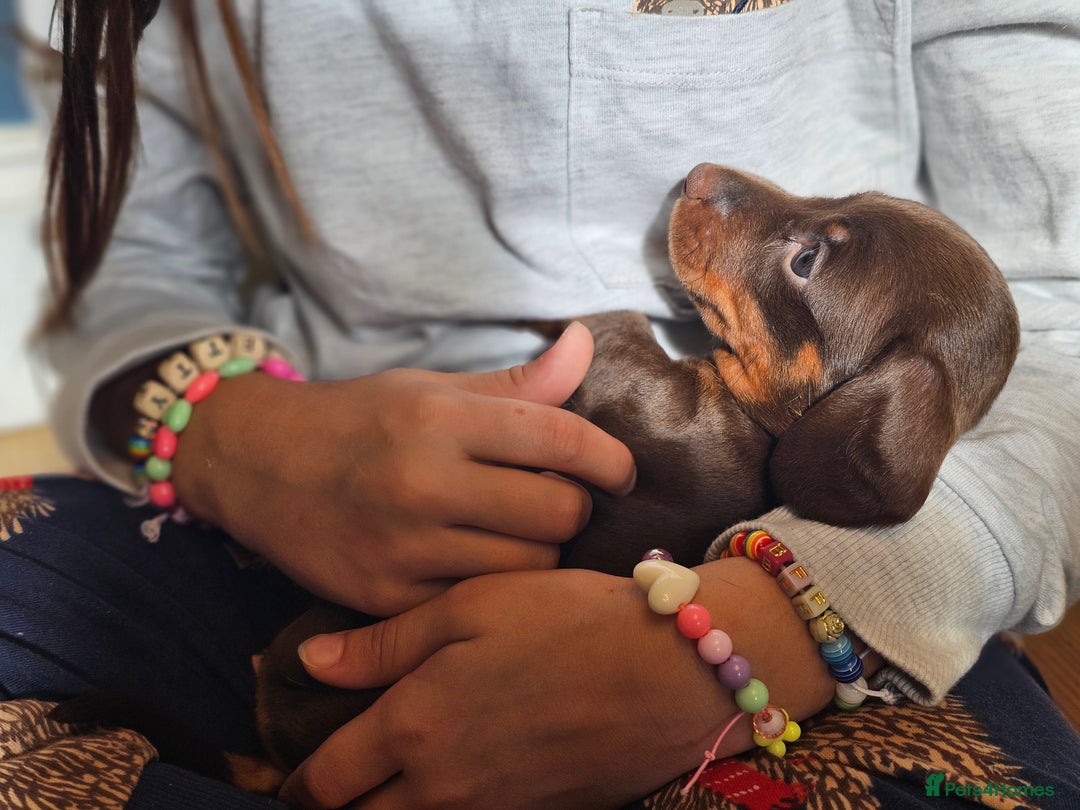 Miniature Dachshund dogs for sale: long and shorthaired chocolate. Both parents KCd - Image 5