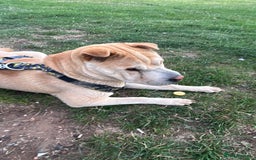 Mixed Breed dogs for sale: Shar pei rehome - Image 5