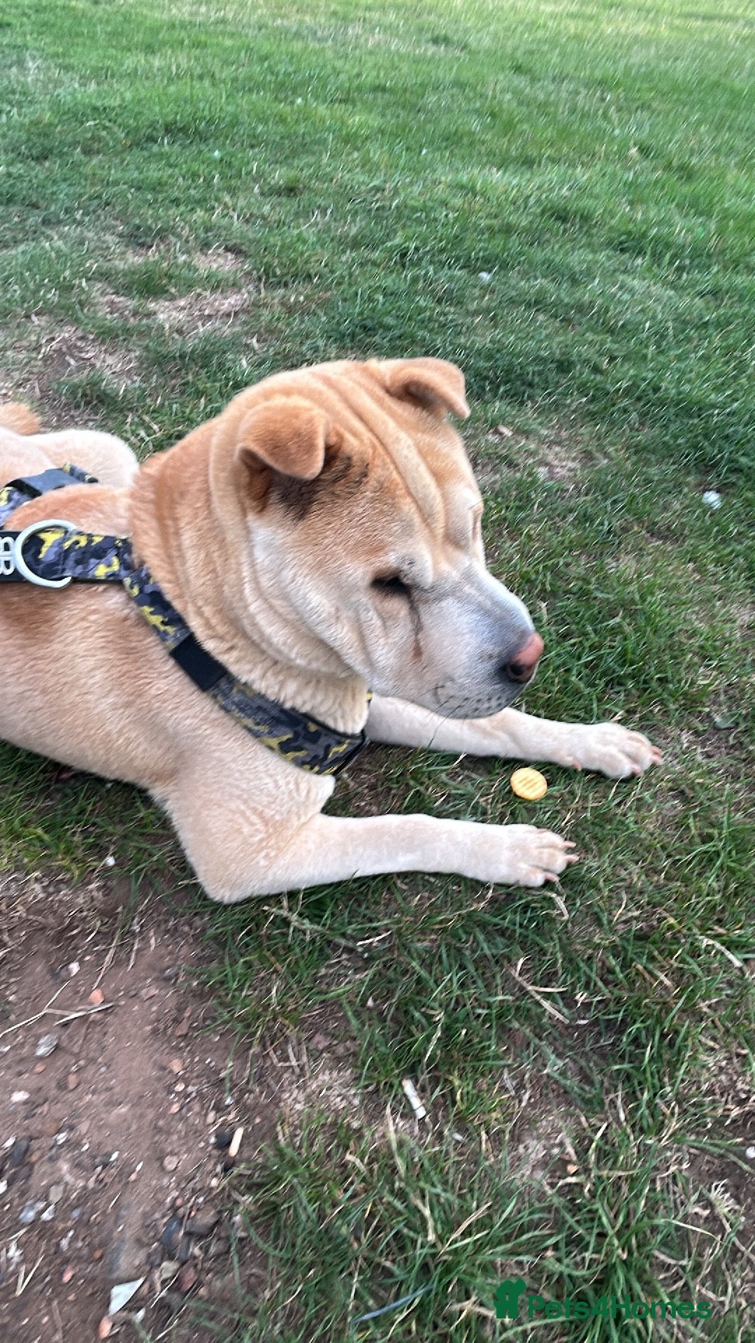 Mixed Breed dogs for sale: Shar pei rehome - Image 5