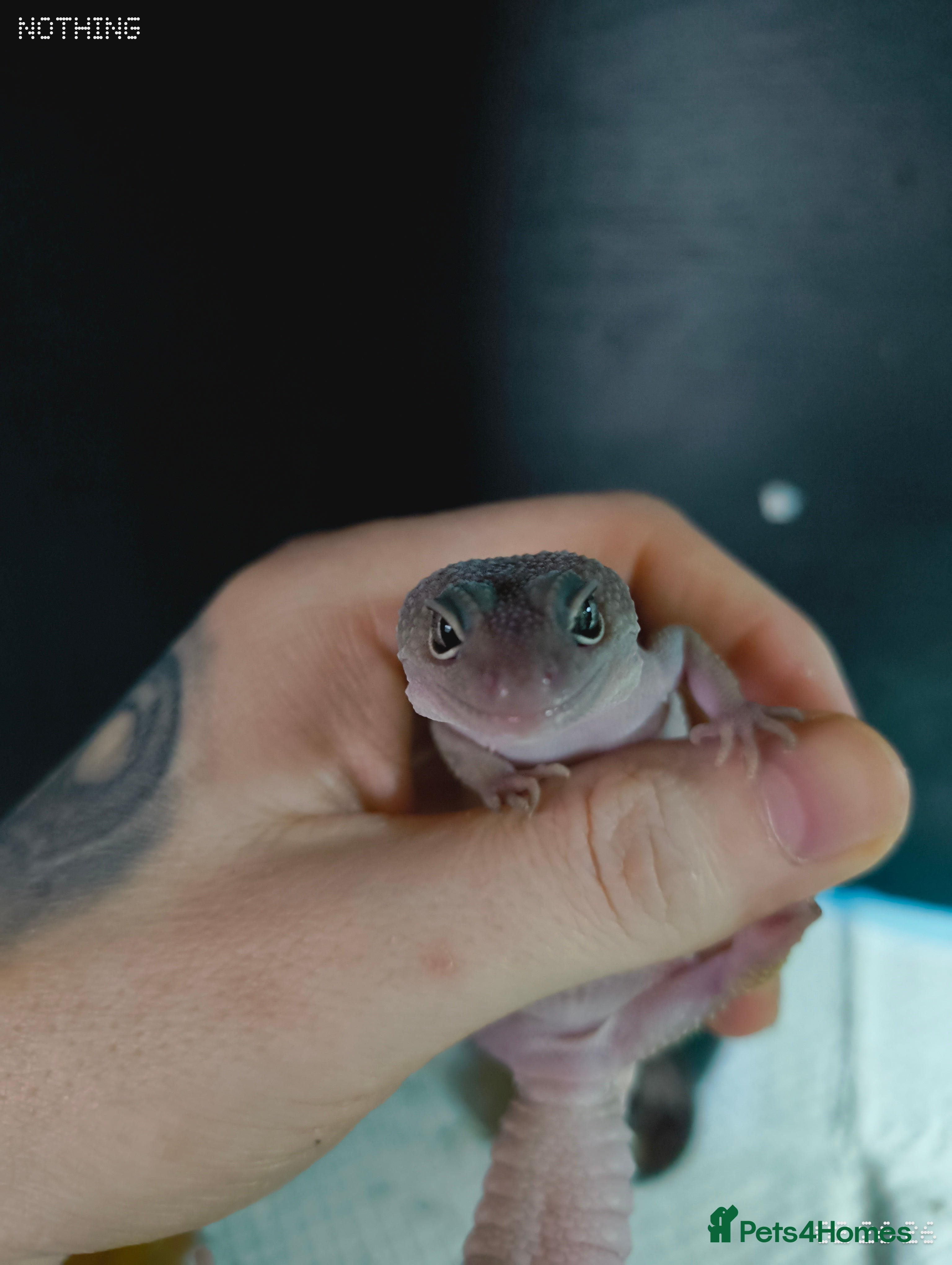 Gecko reptiles Female juvenile gecko full set up included - Advert 2